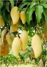 Nam Doc Mai Grafted Mango Tree - Thai Favorite Mango - £145.47 GBP