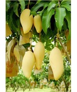 Nam Doc Mai Grafted Mango Tree - Thai Favorite Mango - $185.00