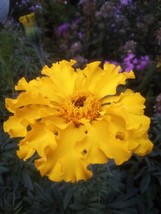 JGBOS Sell 20 Seeds African Marigold Cracker Jack Mix - £6.44 GBP