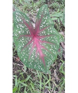 caladium seeds bulbs dazzling foliage for shade, sun &amp; indoors - $7.99