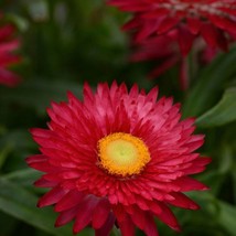 Strawflower Scarlet Helichrysum Bracteatum Garden Flower Seed 5000 Seeds USA Fas - £13.31 GBP