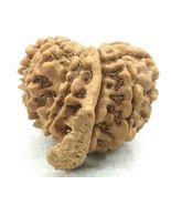 Rare 12 Mukhi Ganesha Rudraksha - Nepal - Lab Certified - $238.68