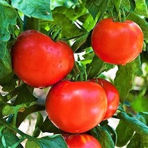 Arkansas Traveler Tomato Seeds Meaty Juicy Fruits 15 Per Pkt Fresh Garden Beauti - £5.47 GBP