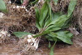 5 Bare Roots Allium Wild Tricoccum Bulbs Only Ramps Wild Leeks Organical... - £23.47 GBP