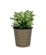 Catleza 10.2&quot; Self-Watering Wicker Decor Planter for Indoor and Outdoor ... - $496.62 MXN