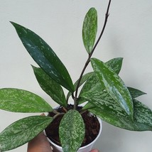 Hoya Pubicalyx Splash Live Houseplant 2.5&quot; Pot - $28.50