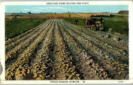 Greeting from Pine Tree State Potato Digging in Maine Postcard - £7.79 GBP