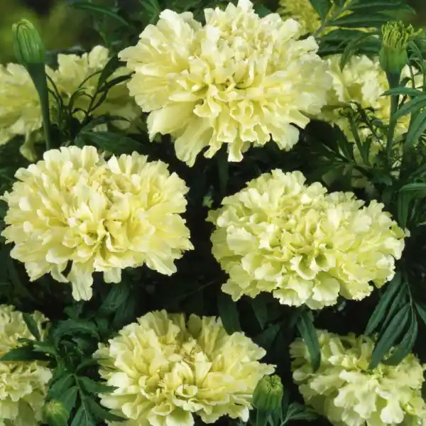 African Marigold Kilimanjaro White Flowers Beneficial Plant Non-Gmo 50 Seeds Gar - £9.56 GBP