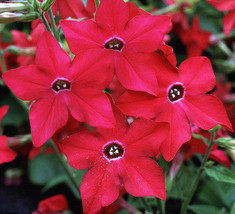Grow In US Tobacco Nicotiana Bright Red Starmaker Perfume Pelleted Seeds Non Gmo - £7.81 GBP