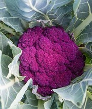 Cauliflower De Purple Cauliflower Seeds Fast Grow Seed Ship 500 US Fast ... - $68.72 MXN