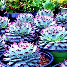 Succulent Ss0072 Living Stones Succulent Cactus Succulent  Seeds for Garden - £4.25 GBP