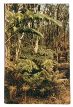 Fern Forests Island Jungles Hawaii National Park HI Wesco Postcard c1940s C154 - £4.71 GBP