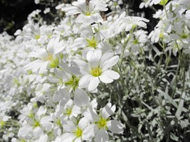 Seed  -Perennial Snow in Summer - Cerastium White Summer Blooms  Silvery... - $3.96+