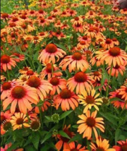 50 Orange Passion Coneflower Seeds Echinacea Perennial Flowers Flower - £12.09 GBP