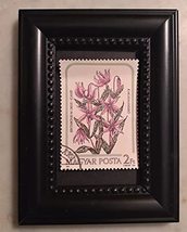 Tchotchke Framed Stamp Art - Flora: Dog&#39;s Tooth Violet - $9.79