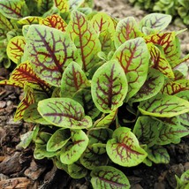 USA SELLER 100 Red veined sorrel seeds Zone 49 #049 Free Shipping - $14.70