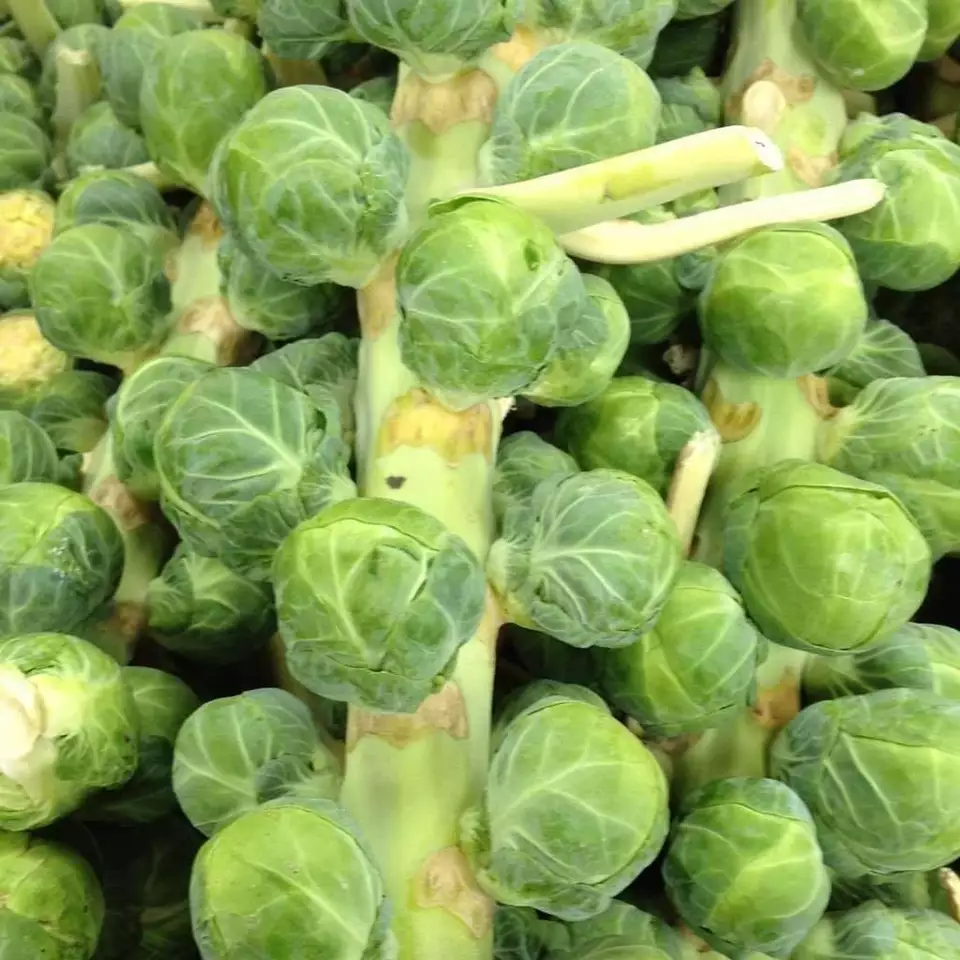 SKMO Brussel Sprouts Catskill Vegetable Non Gmo 300 Seeds Bulk Indoor Gardening  - £7.05 GBP