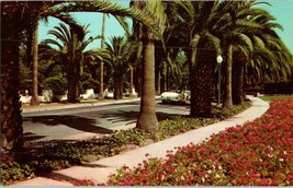 An Avenue of Palms California Postcard w Vintage Car - £4.07 GBP