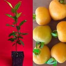 Eugenia Luschnathiana PITOMBA Potted PLANT Fruit Starter Pot Tree 5&quot;-10&quot; - £23.34 GBP