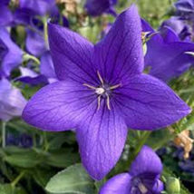 50 Platycodon Deep Purple Balloon Flowers Seeds Perennial Flower Garden - £10.80 GBP