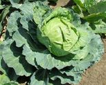 1000 Golden Acre Cabbage Seeds Heirloom NON GMO FRESH - $9.79