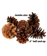 Lot of 25 - Oregon PONDEROSA Pine Cones Organic Natural JUMBO SIZE 4&quot; or... - $21.40