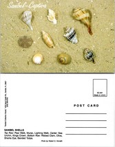 USA Florida Sanibel Shells Collection Pear Welk Murex Sharks Eye VTG Postcard - £7.51 GBP