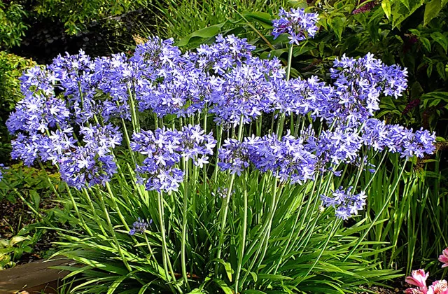 20 Seeds Agapanthus Blue Aka Lily Of The Nile Perennial Evergreen Flower - $9.85