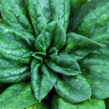 Spinach Giant Noble Great Heirloom Vegetable 1/4 Lb Seeds Fresh Garden USA SELLE - £24.28 GBP