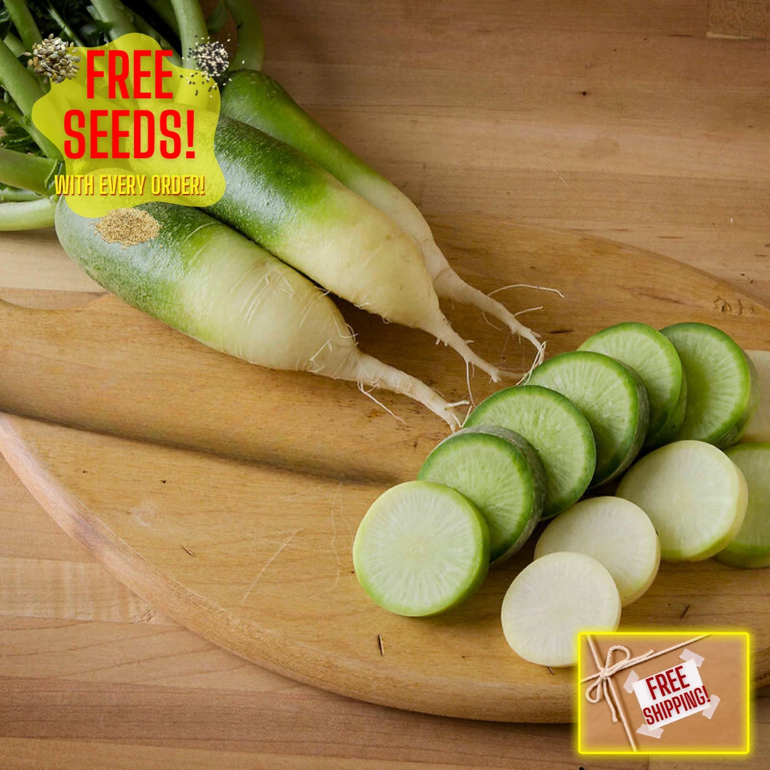 Green Meat Chinese Radish Seeds | Luobo | Heirloom Non-GMO | Asian Veget... - $3.40