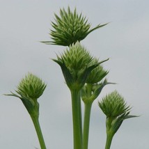 Seeds USA Seller Eryngium Yuccifolium Rattlesnake Master Seeds - $10.48