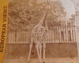 Giraffe Zoological Gardens London European Views Stereoview Photo - $3.51