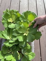 (7) Water Lettuce Jumbo 5-7” Koi Pond Floating Plants Algae Shade Live F... - $38.95