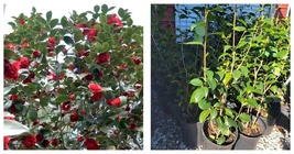NEW! Professor Sargent Red Camellia Japonica - Live Plant - ( 2.5 QT ) - £61.07 GBP