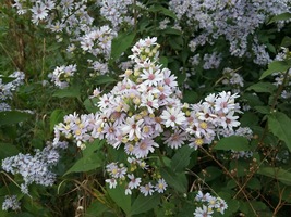 Symphyotrichum Drummondii Drummond&#39;s Aster 500 Seeds for Planting-Symphy... - $17.00