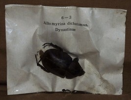 Vintage Beetles Specimens Insects Allo Myrina Dichatomus Dynastinae B5 - £3.69 GBP