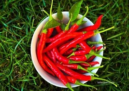 Kashmiri Chilli Pepper Heirloom 50+ seeds, 100% Organic Grown in USA - $3.99