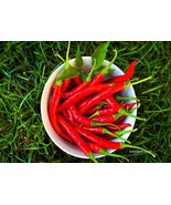 Kashmiri Chilli Pepper Heirloom 50+ seeds, 100% Organic Grown in USA - $3.99
