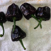 Chilhuacle Negro Pepper Seeds Packet Of 10 Seeds US Seller Fast Shipping - $8.97