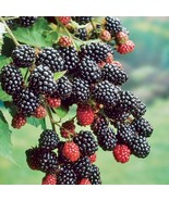 HeirloomSupplySuccess 25 Heirloom Thornless Blackberry Seeds - £5.49 GBP