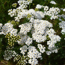 Yarrow White Flwr Per Achillea Millefolium 2250 Seed  From US - £5.08 GBP