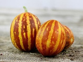 10 Rich Sweetness Melon Seeds Sweet Juicy Fresh Seeds USA - $16.50