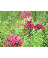 FMG 500 Crape Myrtle Tree Lagerstroemia Indica Seedspink Purple Red Whit... - $13.54