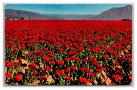 Largest Poinsettia Field San Diego California CA California Chrome Postcard S26 - £1.49 GBP