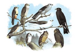 Femerol & Richardson's Falcons, Isabella Hawk, Acadian Owl 20 x 30 Poster - $25.98