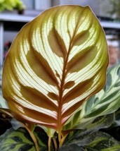 4&quot; Pot -Peacock Plant - Cathedral Windows - Calathea makoyana - Easy House Plant - £52.92 GBP