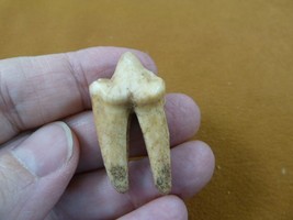 (F311-8) 1-1/2&quot; ancient Genuine Giant European Cave Hyena molar T**th sp... - £229.53 GBP