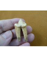(F311-8) 1-1/2&quot; ancient Genuine Giant European Cave Hyena molar T**th sp... - $402.36 CAD
