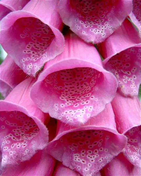 Top Seller 1000 Pink Foxglove Digiitalis Purpurea Flower Seeds - $14.60