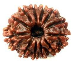 12 Mukhi Rudraksha - Collector Size - 26.35 mm - Nepal - IGL Certified - $148.50